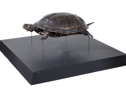 Reptiles. Courtesy of Tadas Ivanauskas Zoological Museum