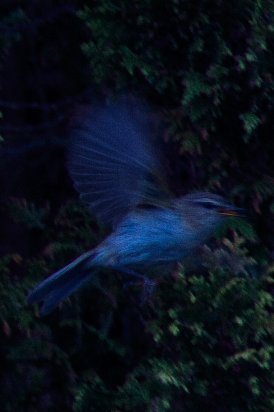 Andrew Bruce, Bird in Flight 1, 2012