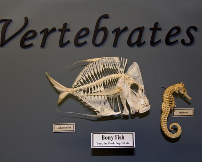 What is a Skeleton? Courtesy of Museum of Osteology