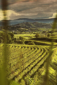 Un vigneto di Russiz Superiore