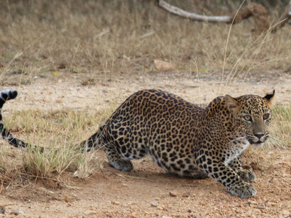 Leopard cub belly crawling to waterhole to avoid detection by crocodiles © Gehan de Silva Wijeyeratne
