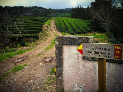 Trilho pedestre para as plantações de chá