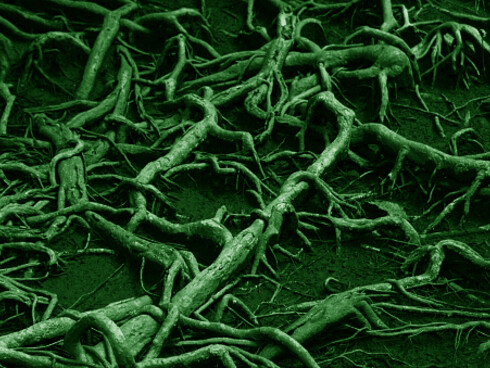 Mutually beneficial symbiotic relationships exist throughout the biosphere