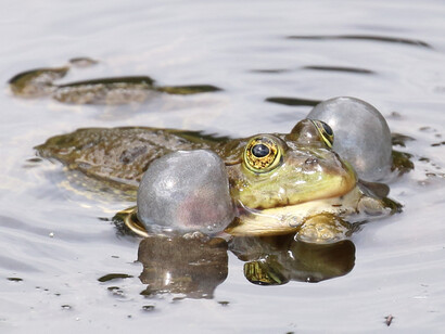 Male Marsh Frog with inflated vocal sacs © Gehan de Silva Wijeyeratne