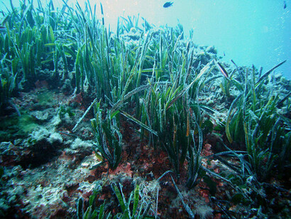 La Posidonia