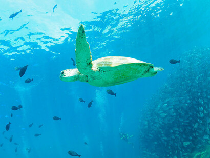 Green Turtle, ph. Aditya Havelia