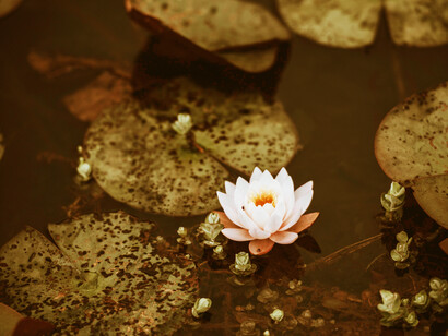 Nel simbolismo buddista, il fiore di loto rappresenta  la purezza del corpo e dell'anima