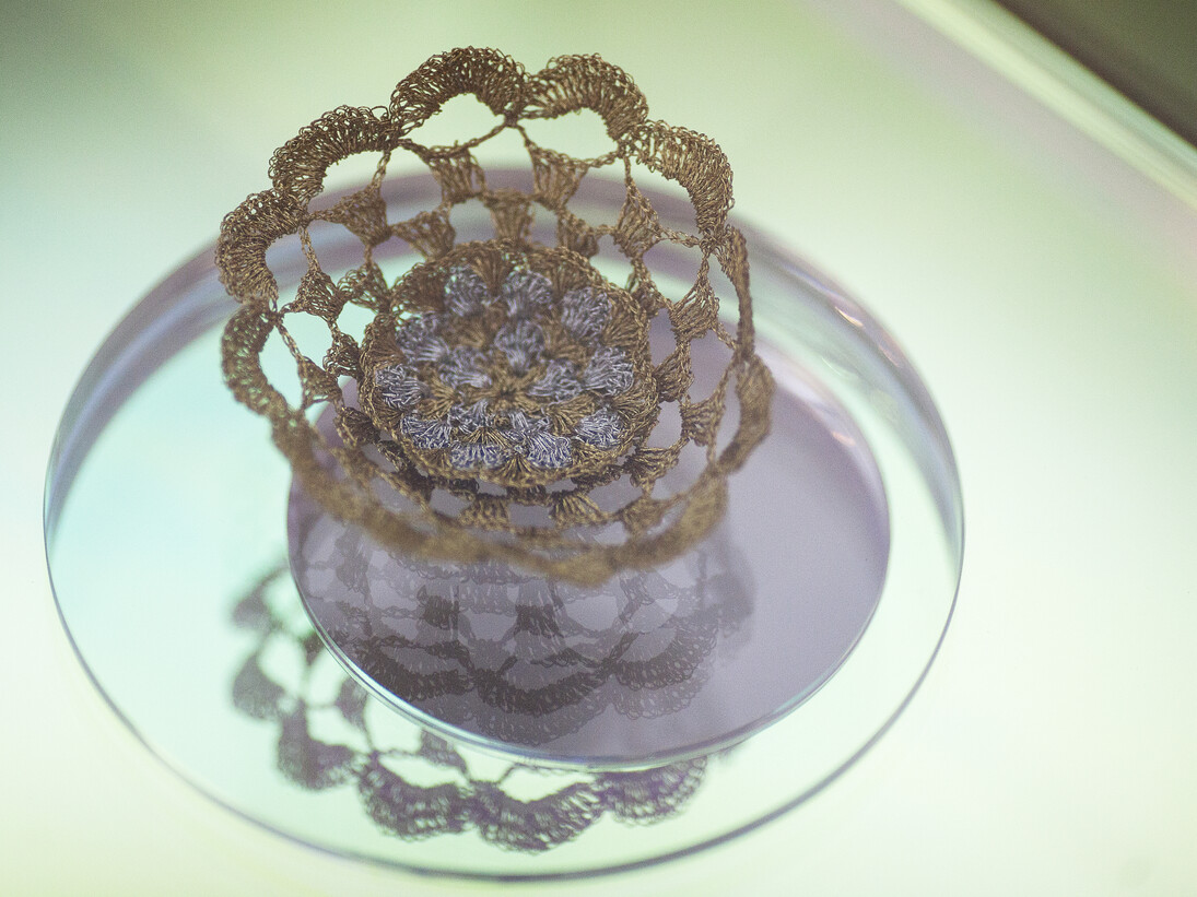 Vitórias Régias para Rio Cocó (Victoria amazonica lily pads for River Cocó)