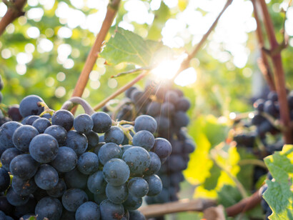 Le viti del Chianti