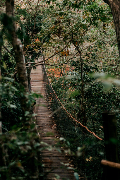 O ciclo da natureza. A capacidade de regeneração do ecossistema através do florescimento cíclico