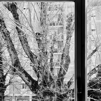 Il mio albero, foto di Mariella Busi de Logu