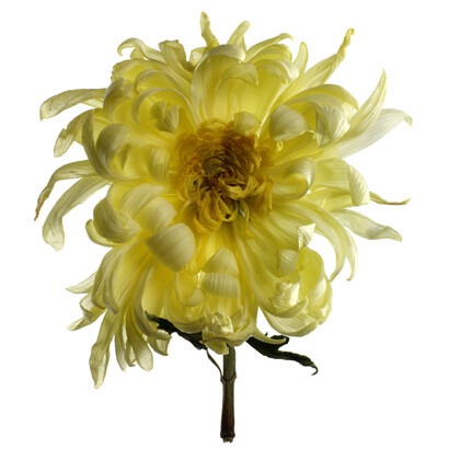 Untitled by Fabio Zonta © Fabio Zonta
