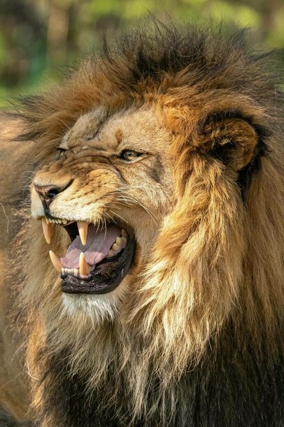 Lion ready to hunt