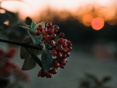 Wild foods harvesting is one of the many ways by which people are confronting the current economic downturn