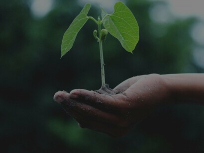 A hand holding a sprout, a reminder of how gardening connects us to the cycle of growth and offers a sense of calm and purpose that can help alleviate stress