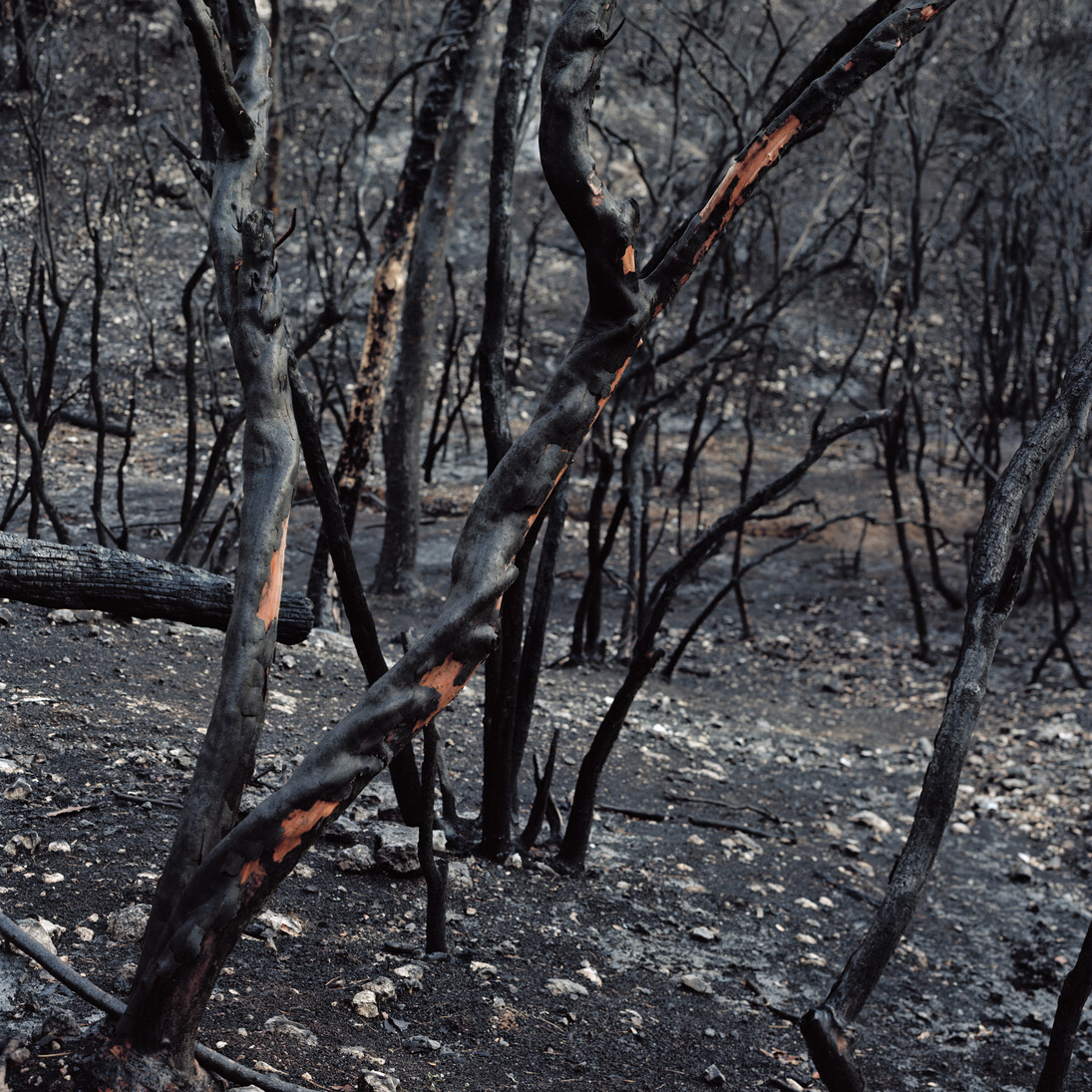 Corrine Silva, Wounded, Untitled 004 © Corinne Silva 2014