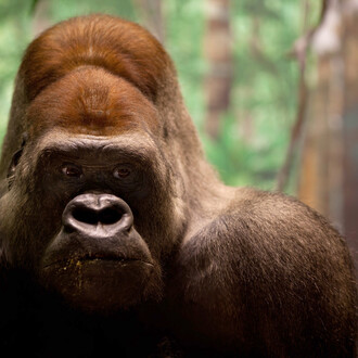 Hall of African Wildlife. Courtesy of Carnegie Museum of Natural History