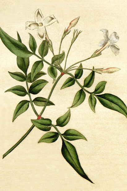 Ilustración de jazmín, Botanical Magazine 31, 1787
