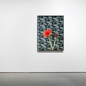 Annette Kelm. Courtesy of König Galerie