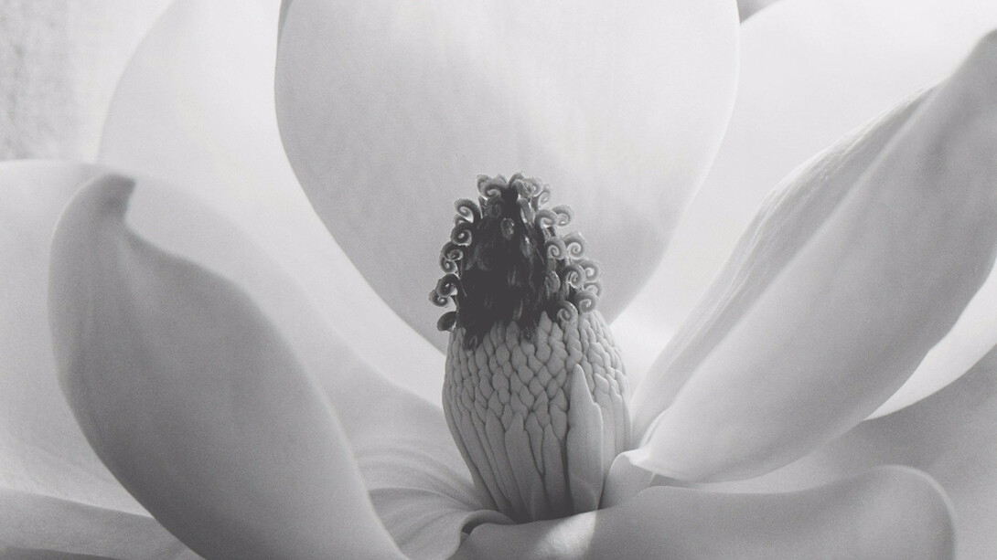 Imogen Cunningham, Magnolia Blossom, 1925. Courtesy of Atlas Gallery
