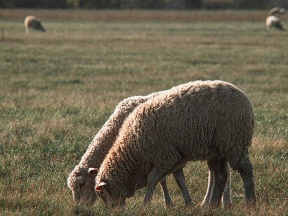 Si distingue dagli altri pecorini perché viene prodotto con caglio di maiale, che gli dona un sapore unico e intenso