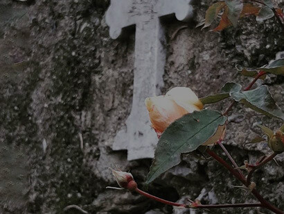 Rosa Duarte de Oliveira Noisette 1877, Roseto Murta, foto Sabrina Masnata