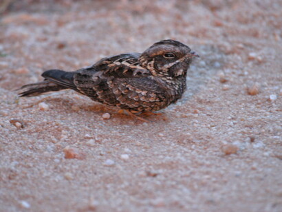 Indian Nightjars often alight at dusk on roads outside Yala National Park © Gehan de Silva Wijeyeratne