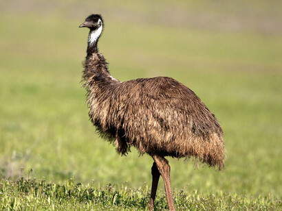 Los emúes son aves grandes, no voladoras