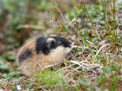 Les lemmingss sont des rongeurs qui vivent en société dans un environnement où les ressources sont rares