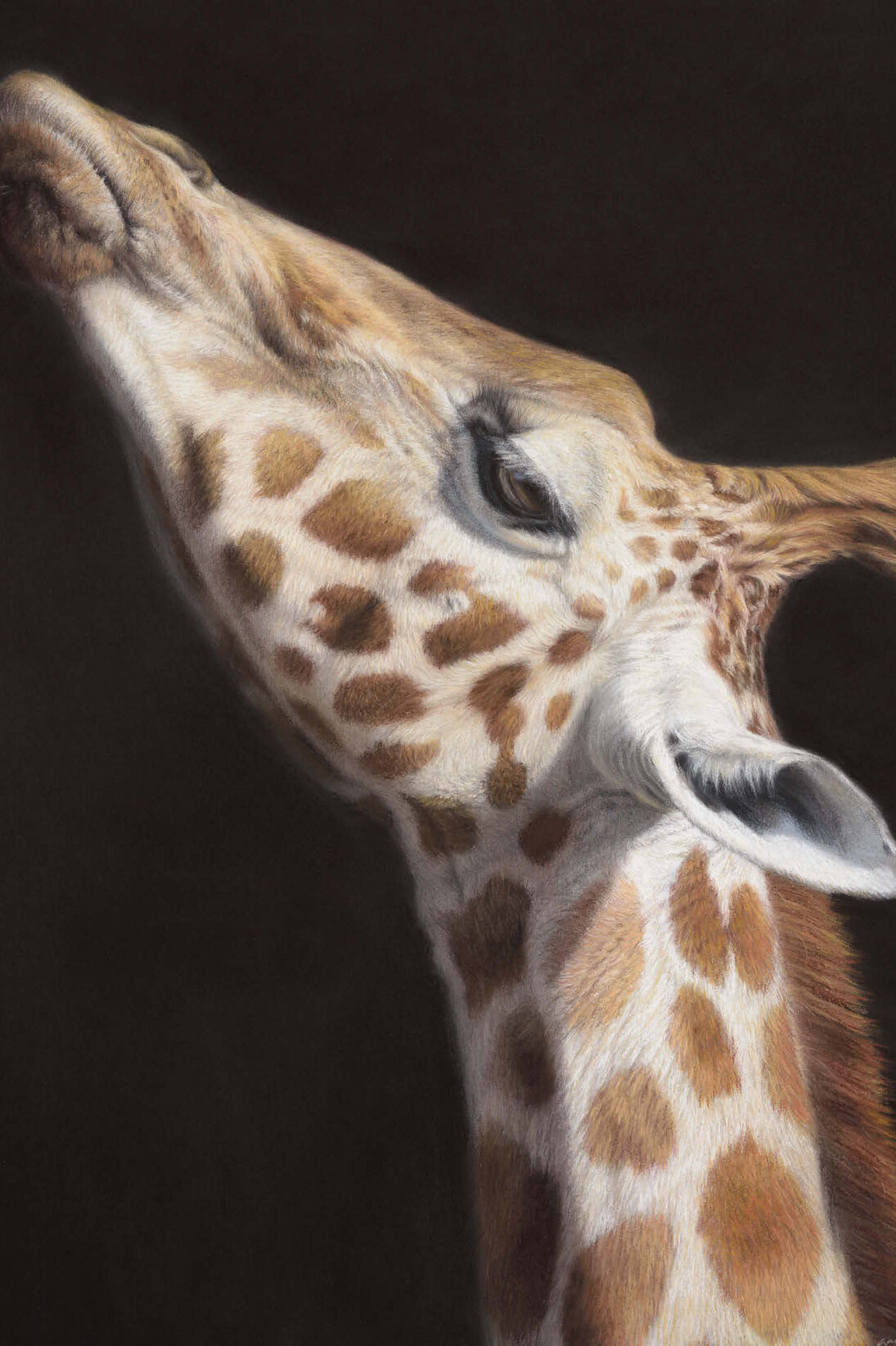 Gary Stinton, Rothschild's Calf - Large as Life IV, Pastel on museum board, Signed, 23.5 x 19ins (59.7 × 48.25 cm)