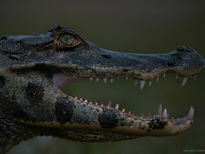 Yacaré dispuesto a atacar