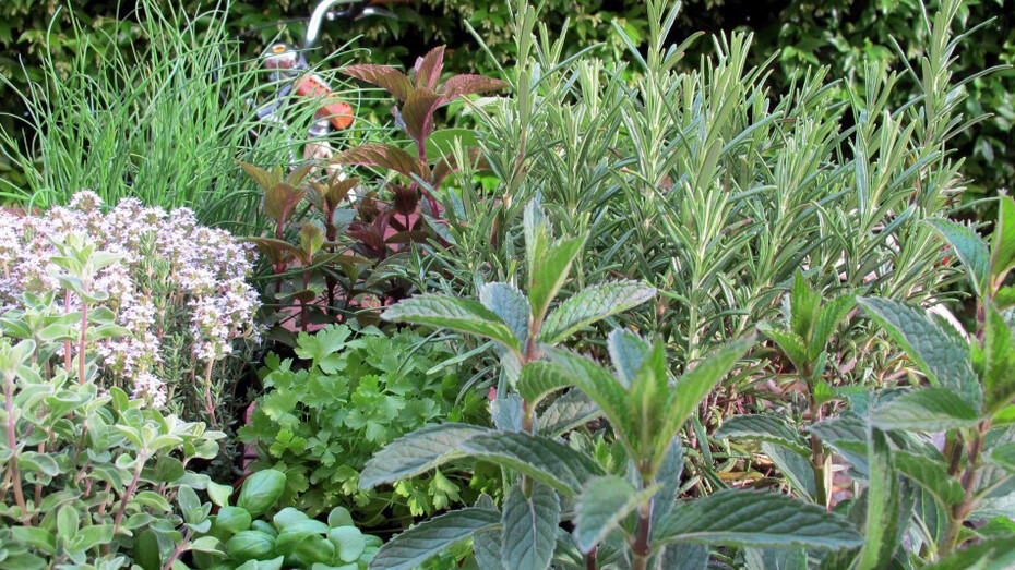 Erbe aromatiche comuni