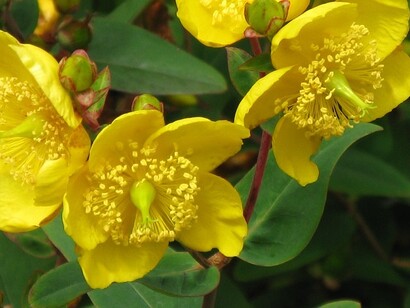 Esemplari di Hypericum Perforatum