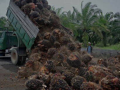 Palm fruits tumble, symbolizing the ongoing palm oil production process