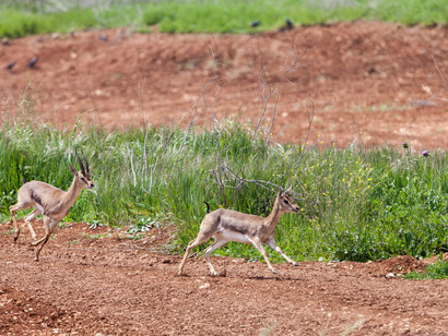 Gazelle Valley, Photo by Emil Salman