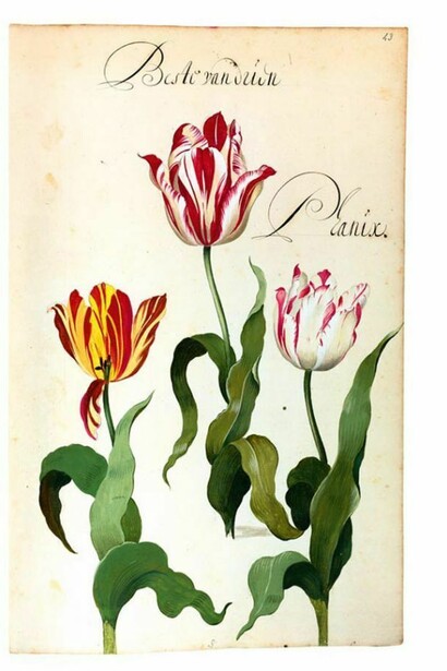 Pagina del Franciscus De Geest, florilegio Hortus Amoenissimus, 