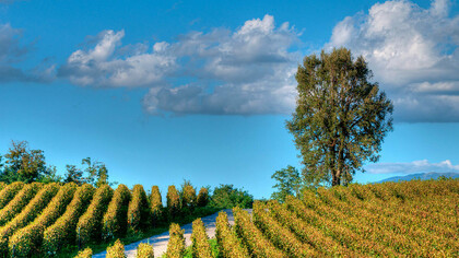 La Franciacorta