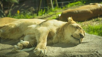 Dormir como un león: ¡qué delicia!