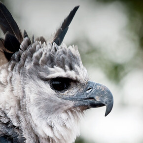 Ralph W. Schreiber Hall of Birds. Courtesy of The Natural History Museum