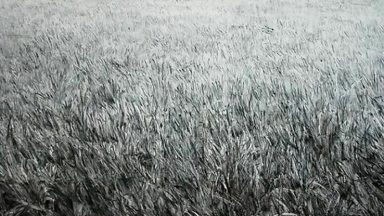 Shi Zhiying, The Infinite Lawn, oil on canvas, 200 x 300 cm, 2012