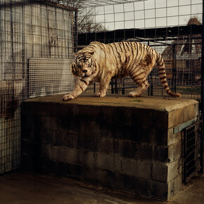 Taryn Simon, White Tiger (Kenny), Selective Inbreeding, Turpentine Creek Wildlife Refuge and Foundation, Eureka Springs, Arkansas, An American Index of the Hidden and Unfamiliar, 2007, Chromogenic color print / 94,6 x 113,7 cm framed, Courtesy of the artist © 2014 Taryn Simon
