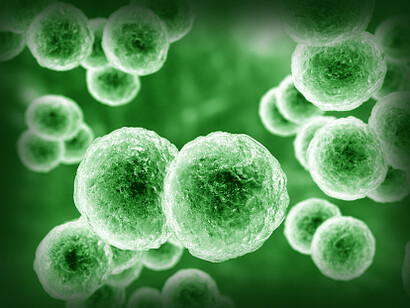 In questo studio specifico sono stati esaminati batteri appartenenti al phylum Bacteroidetes 