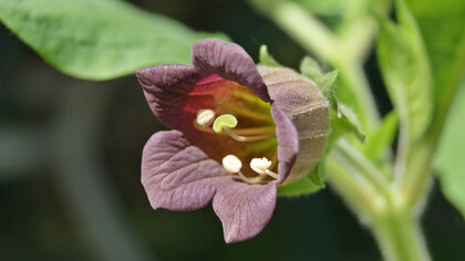 Belladonna (Atropa belladonna)