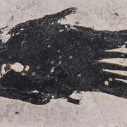 Fossile Fische und Amphibien. Courtesy of Museum für Naturkunde