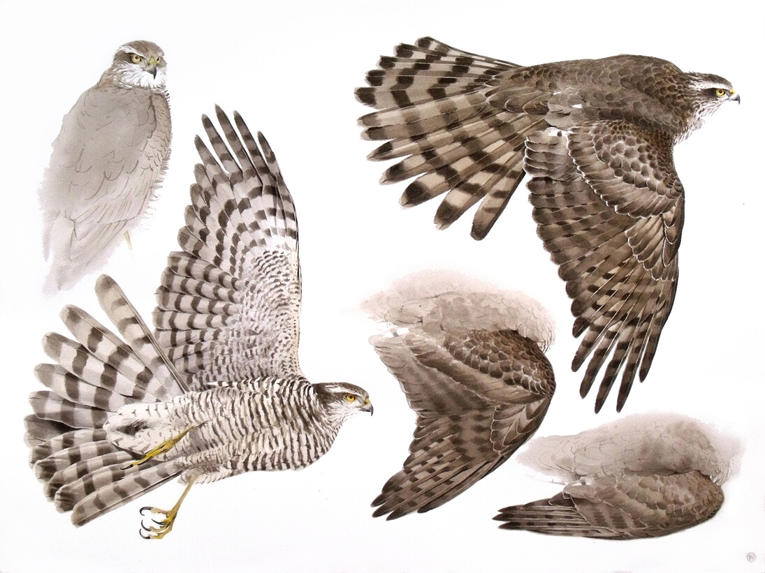 Ben Woodhams, Dead Sparrowhawk