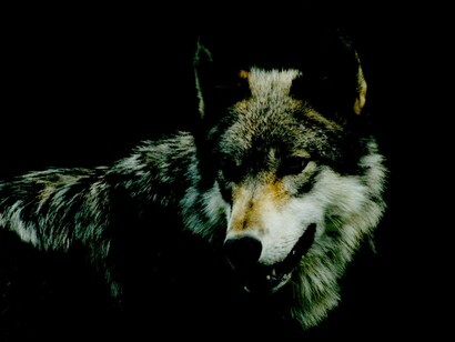 Lobo