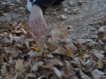L'albero della vita è ricoperto da un tappeto d'autunno e con un piede ne allontano le foglie, cadute dal possente albero che delimita la scena