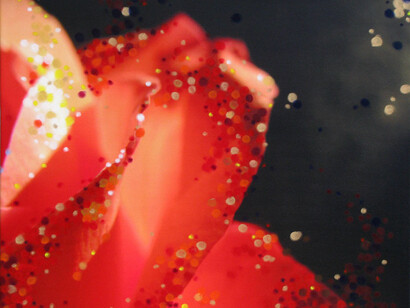 Donna Drapeau, Red Rose, Oil Pastel on, Photograph Printed on Canvas, 22" x 28", Emerging Transformation




