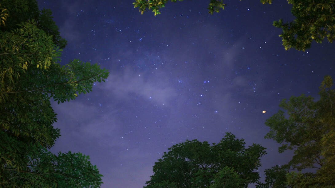 Alberi sotto le stelle di notte: "Alla fine dell’estate decidemmo di fare una delle nostre passeggiate notturne nel bosco fuori città, era stato Franz a farmi conoscere il piacere di attraversare la notte senza dormire, ore assolutamente magiche durante le quali tutto il mondo, normalmente frenetico, sembra acquietarsi. Se poi nel cielo ci sono le stelle allora si aggiunge splendore a splendore"