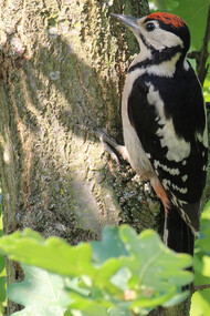 Great Spotted Woodpeckers live high up in London's wooded areas